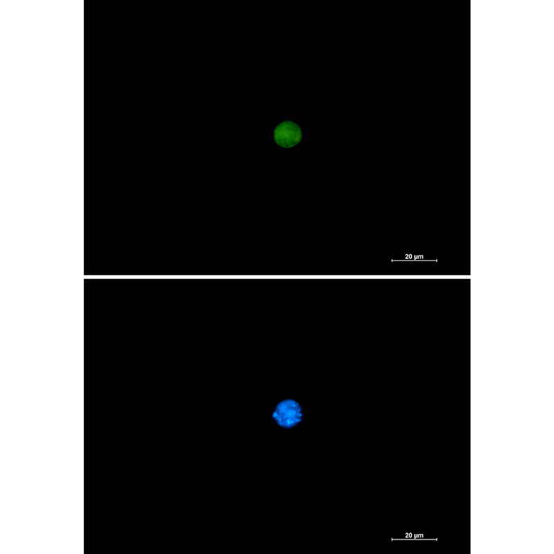 Pin1 Rabbit mAb ABZ2167