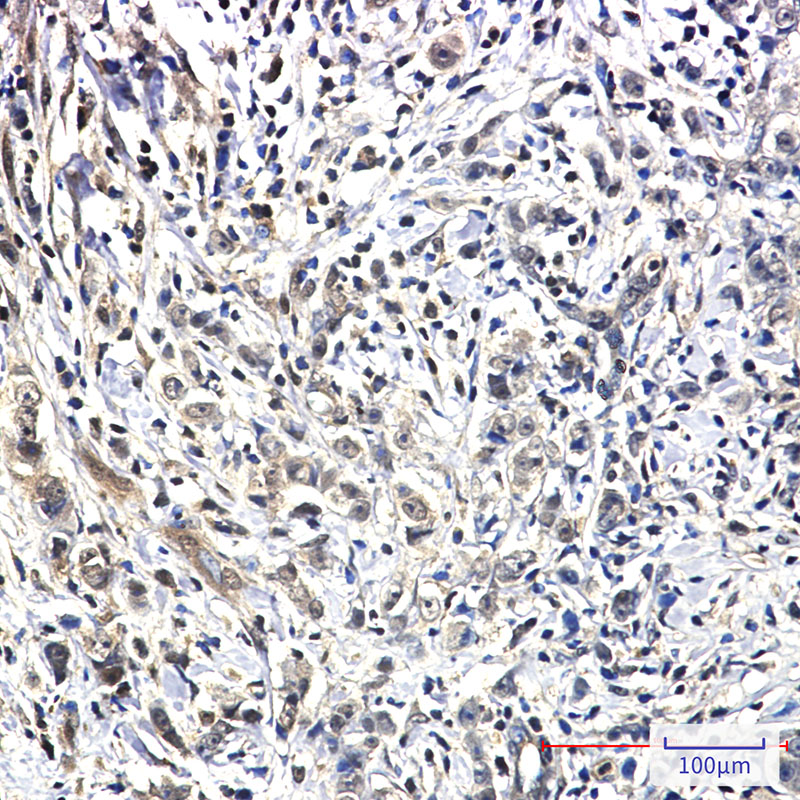 Pin1 Rabbit mAb ABZ2167