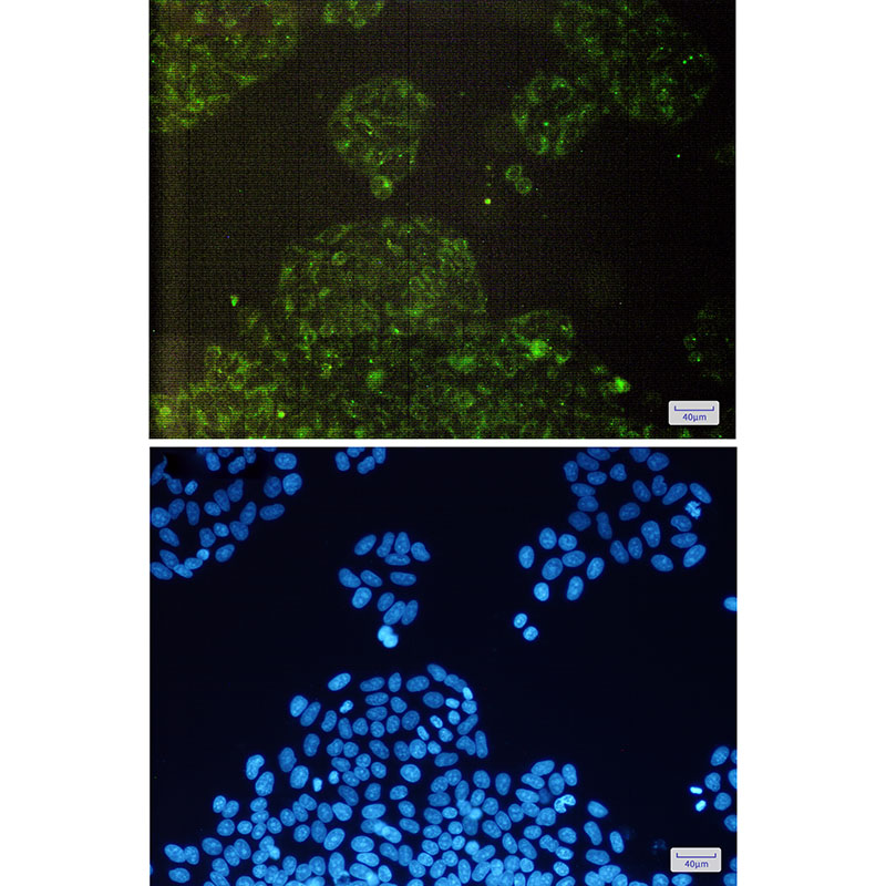 cIAP1 Rabbit mAb ABZ2172