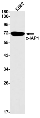 cIAP1 Rabbit mAb ABZ2172