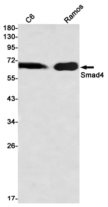 Smad4 Rabbit mAb ABZ2173