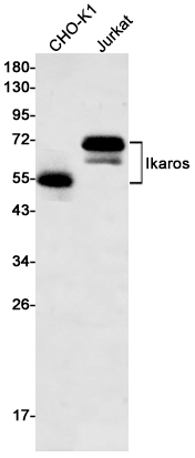 Ikaros Rabbit mAb ABZ2177