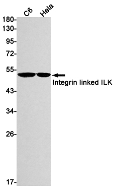 ILK Rabbit mAb ABZ2178