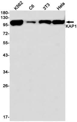 KAP1 Rabbit mAb ABZ2183