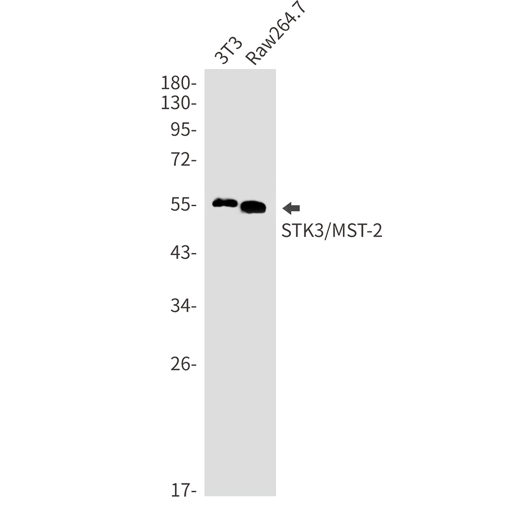 STK3/MST-2 Rabbit mAb ABZ2185
