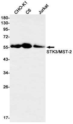 STK3/MST-2 Rabbit mAb ABZ2185