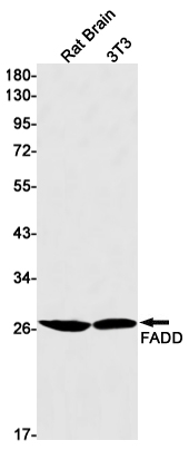 FADD Rabbit mAb ABZ2189