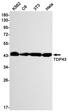 TDP43 Rabbit mAb ABZ2192