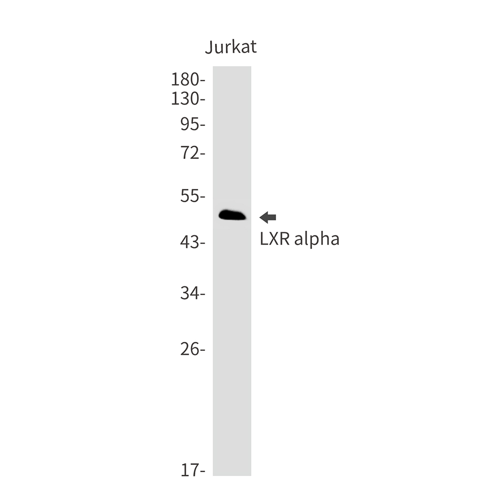 LXR alpha Rabbit mAb ABZ2193