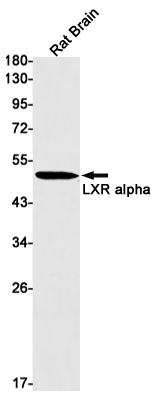 LXR alpha Rabbit mAb ABZ2193