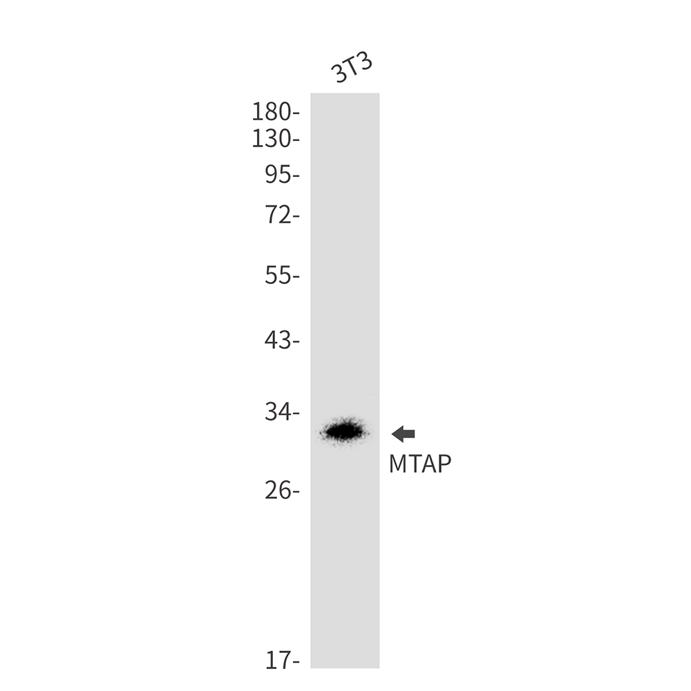 MTAP Rabbit mAb ABZ2194