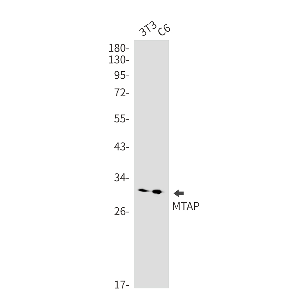 MTAP Rabbit mAb ABZ2195