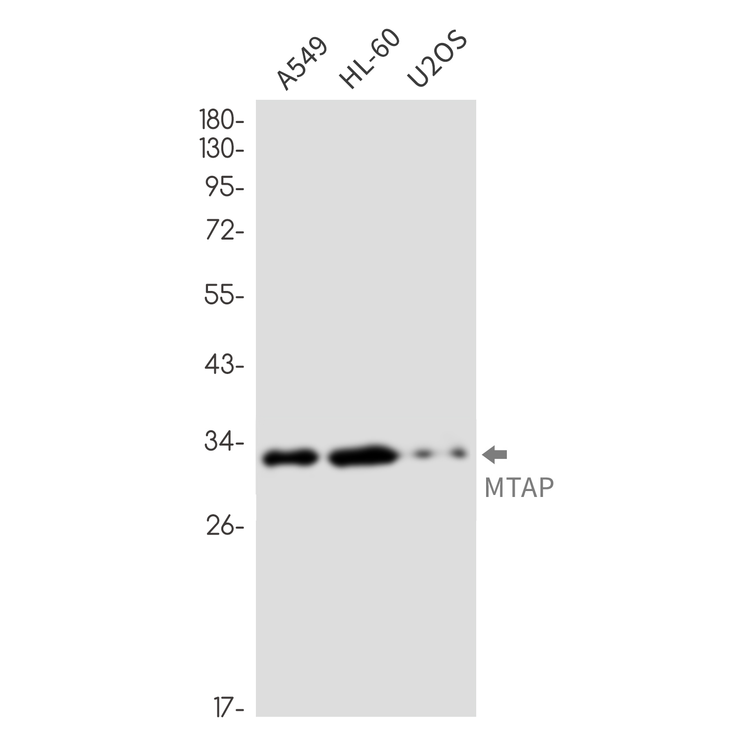 MTAP Rabbit mAb ABZ2195