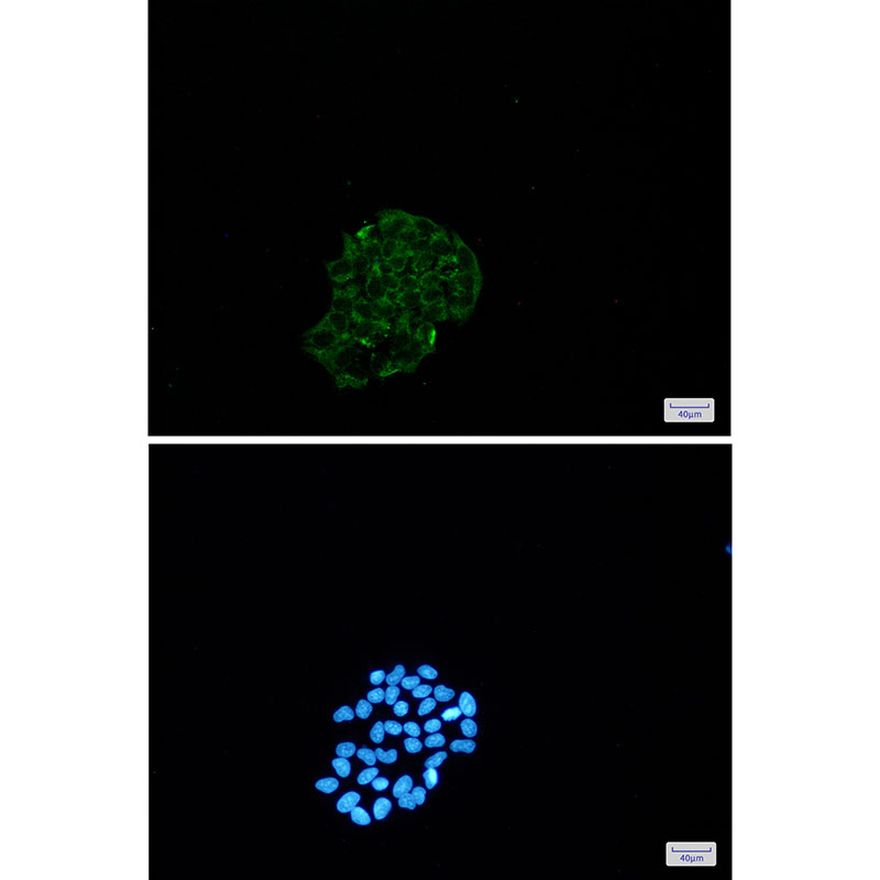 BNIP3 Rabbit mAb ABZ2199