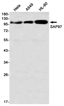 SAP97 Rabbit mAb ABZ2201