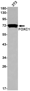 FOXC1 Rabbit mAb ABZ2202
