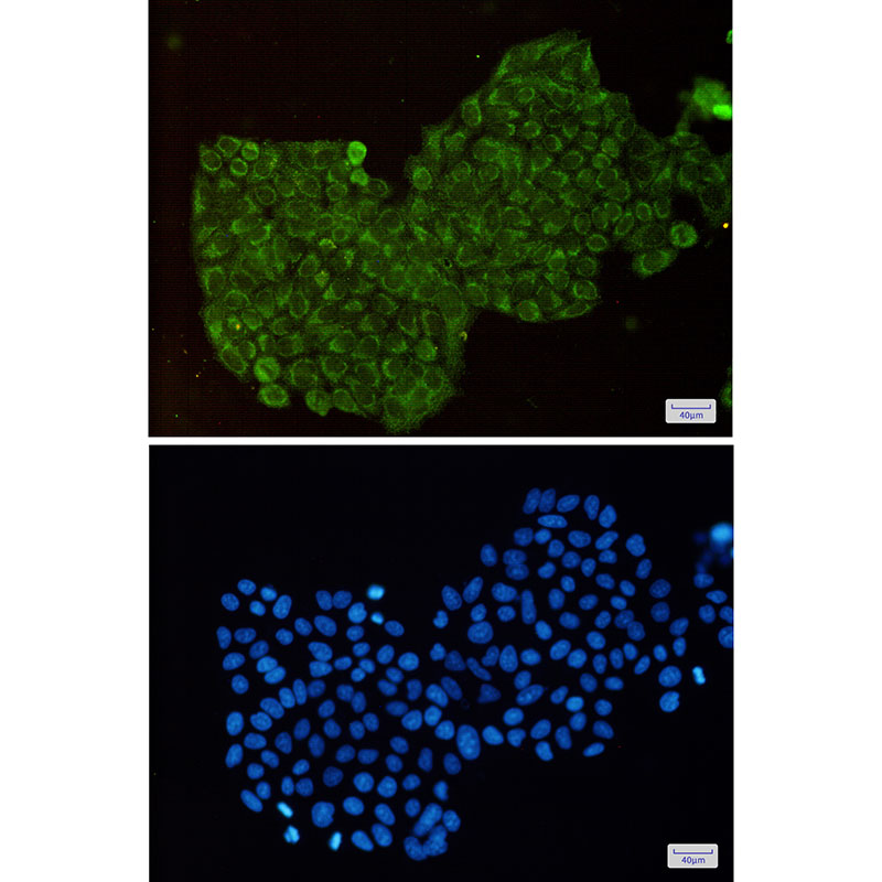 DPD Rabbit mAb ABZ2205