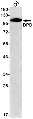 DPD Rabbit mAb ABZ2205