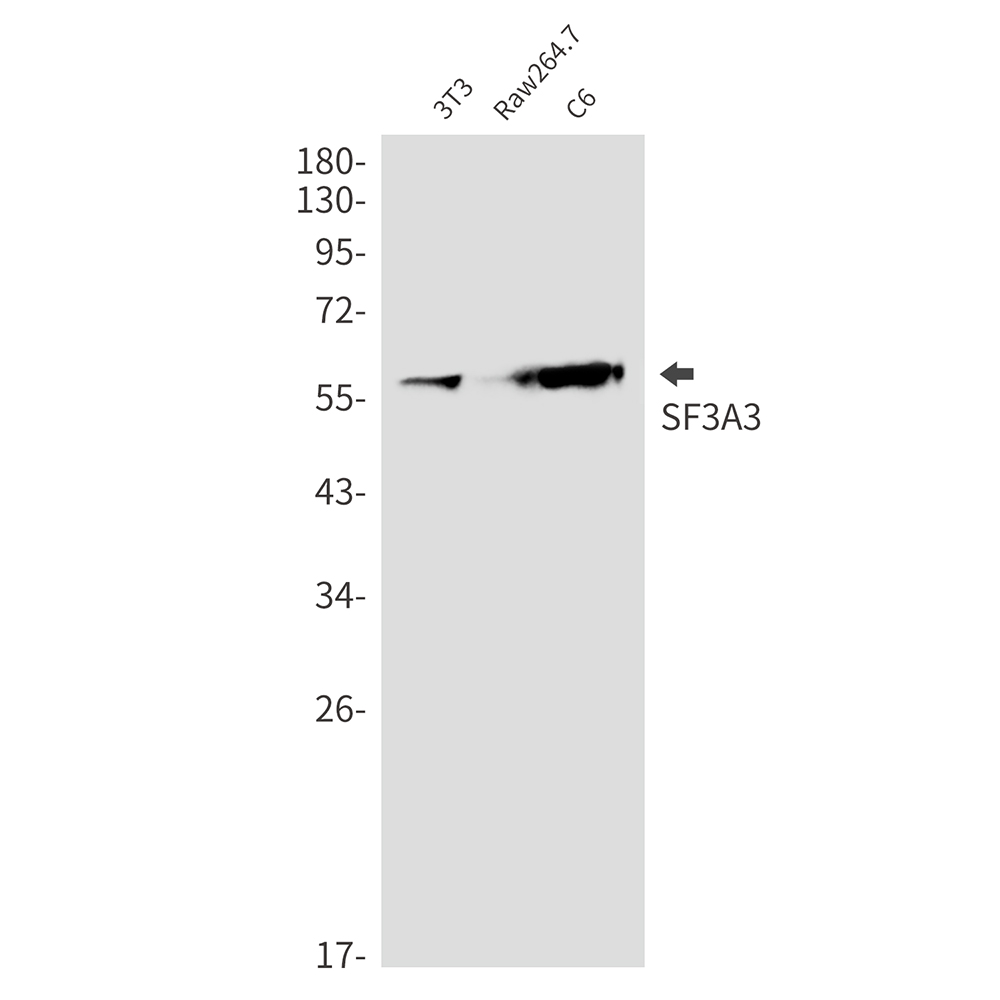 SF3A3 Rabbit mAb ABZ2206