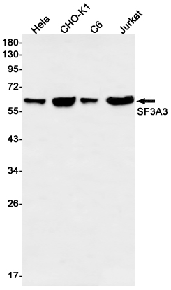 SF3A3 Rabbit mAb ABZ2206