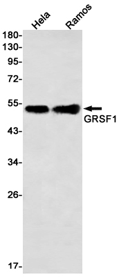 GRSF1 Rabbit mAb ABZ2208