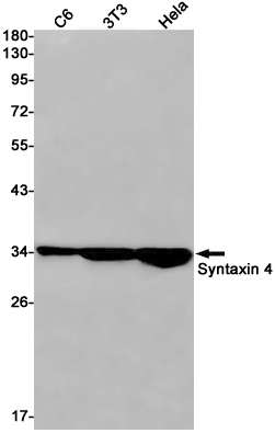 Syntaxin 4 Rabbit mAb ABZ2209