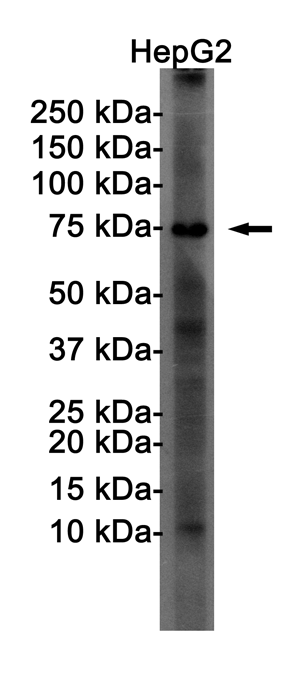 FOXO1 Rabbit mAb ABZ2211