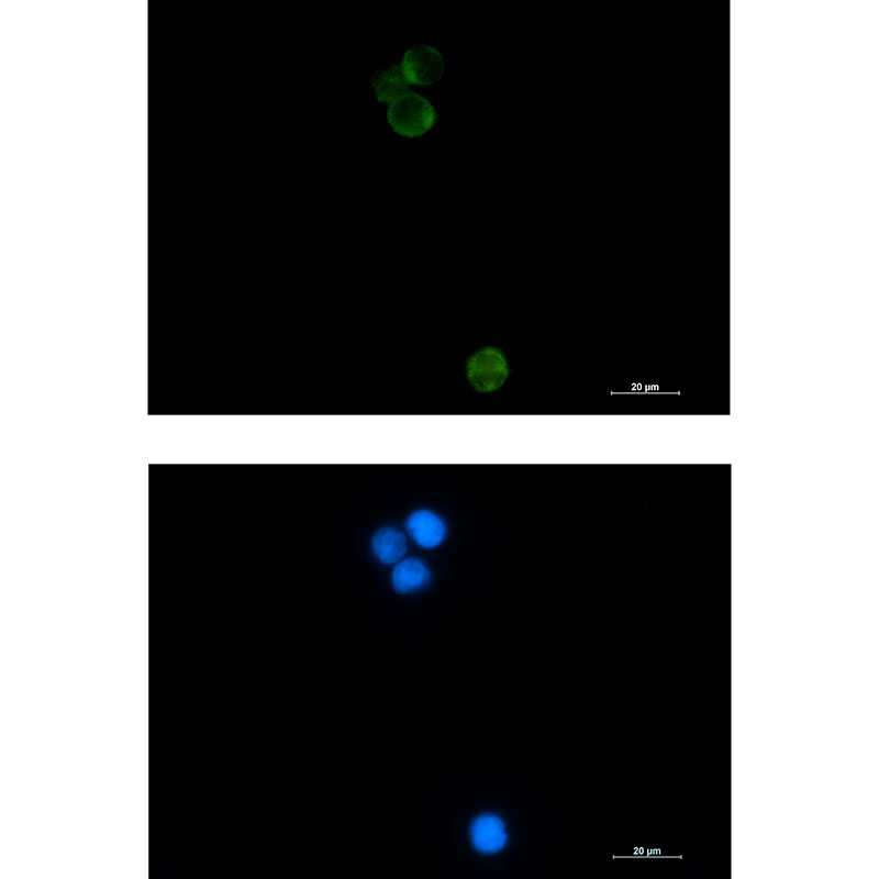 HspA14 Rabbit mAb ABZ2212