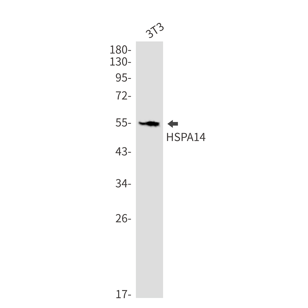 HspA14 Rabbit mAb ABZ2212