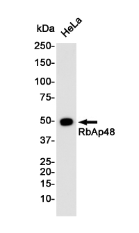 RBBP4 Rabbit mAb ABZ2213