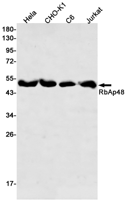 RBBP4 Rabbit mAb ABZ2213