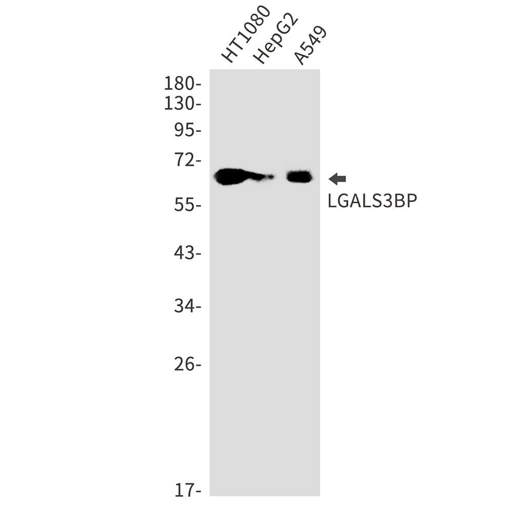 LGALS3BP Rabbit mAb ABZ2215