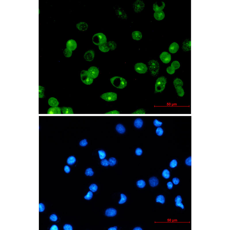 MCL1 Rabbit mAb ABZ2219