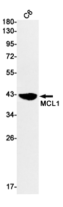 MCL1 Rabbit mAb ABZ2219