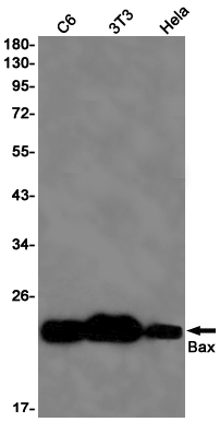 Bax Rabbit mAb ABZ2221