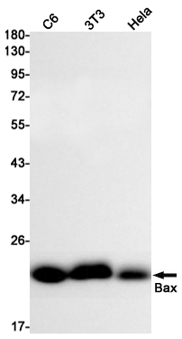 Bax Rabbit mAb ABZ2222