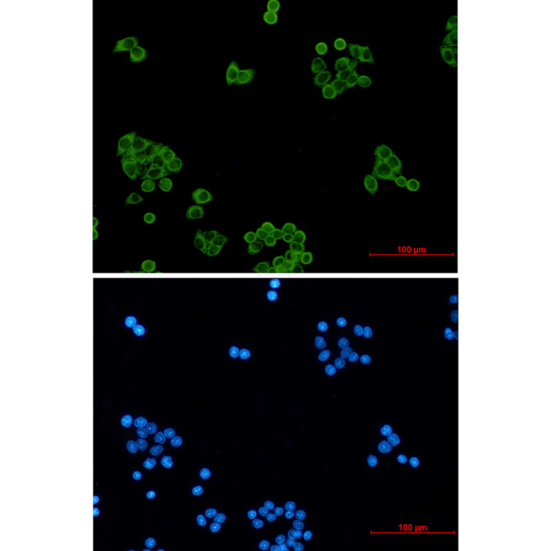 Peroxiredoxin 1/PAG Rabbit mAb ABZ2227