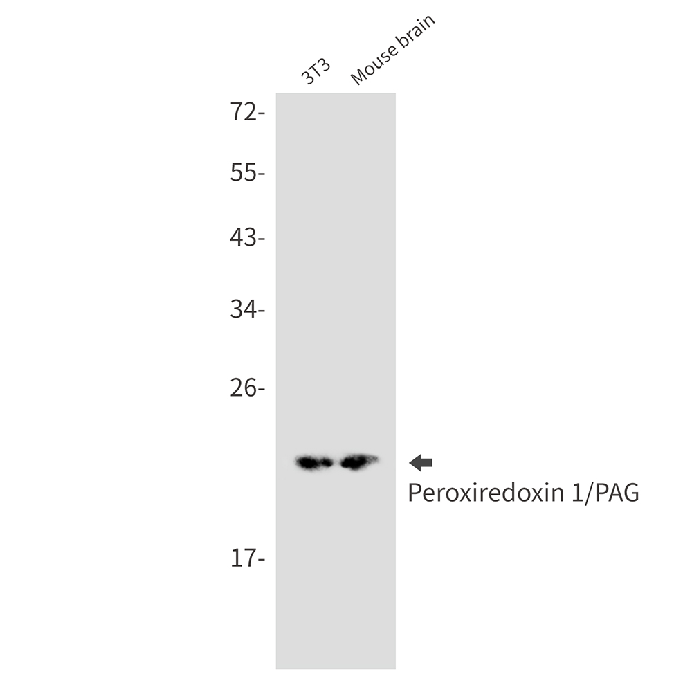 Peroxiredoxin 1/PAG Rabbit mAb ABZ2227