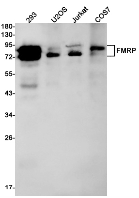 FMRP Rabbit mAb ABZ2228