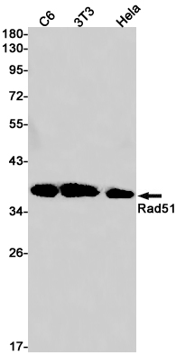 Rad51 Rabbit mAb ABZ2230