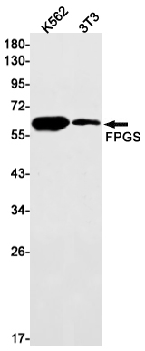 FPGS Rabbit mAb ABZ2234