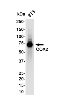 COX2 / Cyclooxygenase 2 Rabbit mAb ABZ2235