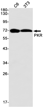 PKR Rabbit mAb ABZ2250