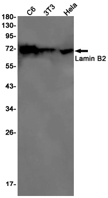 Lamin B2 Rabbit mAb ABZ2252