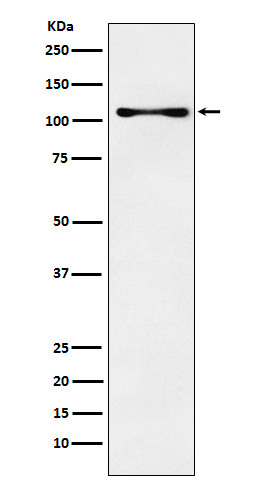 CENPC Rabbit mAb ABZ2253