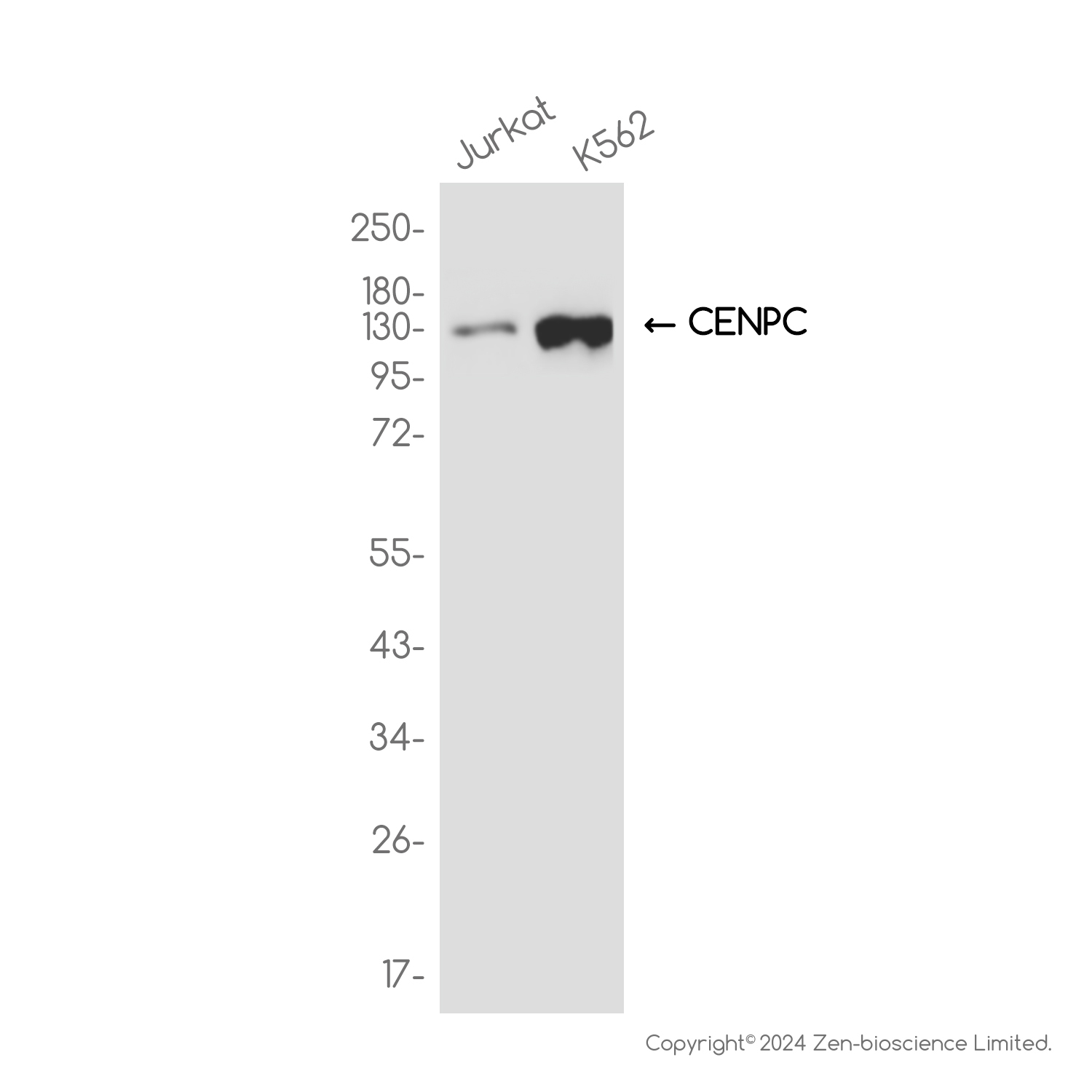 CENPC Rabbit mAb ABZ2253
