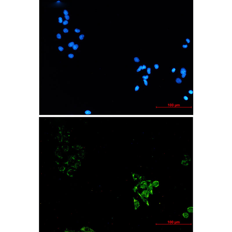 Caveolin-1 Rabbit mAb ABZ2254