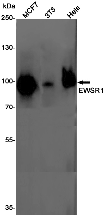 EWSR1 Rabbit mAb ABZ2263