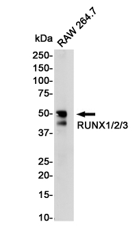 RUNX1/2/3 Rabbit mAb ABZ2268