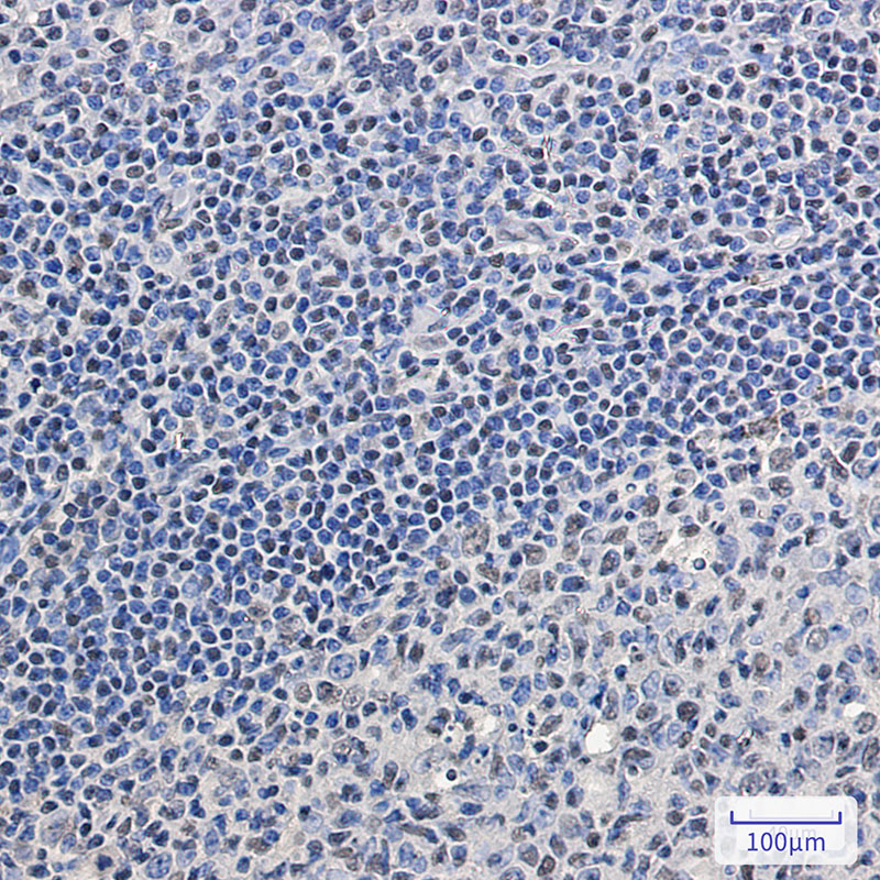 SC35 Rabbit mAb ABZ2269